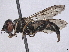  ( - BIOUG85292-E06)  @11 [ ] CreativeCommons - Attribution (2022) CBG Photography Group Centre for Biodiversity Genomics