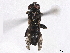  ( - BIOUG85292-E06)  @11 [ ] CreativeCommons - Attribution Non-Commercial Share-Alike (2022) CBG Photography Group Centre for Biodiversity Genomics