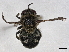  ( - BIOUG85292-F09)  @11 [ ] CreativeCommons - Attribution (2022) CBG Photography Group Centre for Biodiversity Genomics