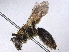  ( - BIOUG85292-G07)  @11 [ ] CreativeCommons - Attribution (2022) CBG Photography Group Centre for Biodiversity Genomics