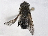  ( - BIOUG85292-G09)  @11 [ ] CreativeCommons - Attribution Non-Commercial Share-Alike (2022) CBG Photography Group Centre for Biodiversity Genomics