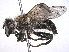  ( - BIOUG85292-G09)  @11 [ ] CreativeCommons - Attribution (2022) CBG Photography Group Centre for Biodiversity Genomics