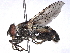  ( - BIOUG85292-G12)  @11 [ ] CreativeCommons - Attribution (2022) CBG Photography Group Centre for Biodiversity Genomics