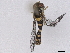  ( - BIOUG85292-H09)  @11 [ ] CreativeCommons - Attribution (2022) CBG Photography Group Centre for Biodiversity Genomics