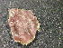  ( - BAT-CA0037)  @11 [ ] by-nd (2021) Unspecified University of British Columbia, The Martone Lab