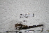  ( - DZMB_HET_0532)  @12 [ ] CreativeCommons - Attribution Non-Commercial Share-Alike (2017) Nadine Lange DZMB / Senckenberg am Meer
