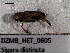  ( - DZMB_HET_0605)  @12 [ ] CreativeCommons - Attribution Non-Commercial Share-Alike (2017) Nadine Lange DZMB / Senckenberg am Meer