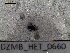  ( - DZMB_HET_0660)  @12 [ ] CreativeCommons - Attribution Non-Commercial Share-Alike (2016) Nadine Lange Carl von Ossietzky University