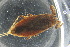  ( - GBOL19482)  @13 [ ] CreativeCommons - Attribution Share-Alike (2017) Lars Hendrich Carl von Ossietzky Universitat Oldenburg