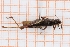  (Chorthippus rubratibialis - RM3_1221)  @11 [ ] (by-nc-nd) (2025) Unspecified Università degli Studi Roma Tre