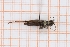  (Myrmeleotettix antennatus - RM3_1230)  @11 [ ] (by-nc-nd) (2025) Unspecified Università degli Studi Roma Tre