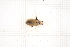  (Oenas crassicornis - RM3_184)  @11 [ ] (by-nc-nd) (2025) Unspecified Università degli Studi Roma Tre