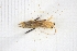 (Oedemera flavicans - RM3_213)  @11 [ ] (by-nc-nd) (2025) Unspecified Università degli Studi Roma Tre