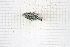  (Oedemera basipes - RM3_222)  @11 [ ] (by-nc-nd) (2025) Unspecified Università degli Studi Roma Tre
