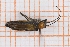  (Oedemera melanopyga - RM3_428)  @11 [ ] (by-nc-nd) (2025) Unspecified Università degli Studi Roma Tre