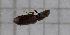  (Hydraena devillei - RM3_44)  @11 [ ] (by-nc-nd) (2024) Unspecified Università degli Studi Roma Tre