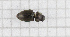  (Brassicogethes erysimicola - RM3_59)  @11 [ ] (by-nc-nd) (2024) Unspecified Università degli Studi Roma Tre