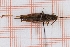  (Chorthippus brunneus - RM3_667)  @11 [ ] (by-nc-nd) (2025) Unspecified Università degli Studi Roma Tre