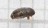  (Genistogethes punctatus - RM3_69)  @11 [ ] (by-nc-nd) (2024) Unspecified Università degli Studi Roma Tre