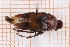  (Macrosiagon bimaculata - RM3_768)  @11 [ ] (by-nc-nd) (2025) Unspecified Università degli Studi Roma Tre