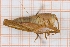  (Tettigonia cf. viridissima - RM3_716)  @11 [ ] (by-nc-nd) (2025) Unspecified Università degli Studi Roma Tre