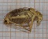  (Uromenus elegans - RM3_727)  @11 [ ] (by-nc-nd) (2025) Unspecified Università degli Studi Roma Tre