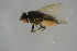  ( - BCFOR_2016_021)  @11 [ ] CreativeCommons - Attribution Non-Commercial Share-Alike (2016) SNSB, Staatliche Naturwissenschaftliche Sammlungen Bayerns ZSM (SNSB, Zoologische Staatssammlung Muenchen)