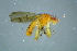  ( - BCFOR_2016_031)  @12 [ ] CreativeCommons - Attribution Non-Commercial Share-Alike (2016) SNSB, Staatliche Naturwissenschaftliche Sammlungen Bayerns ZSM (SNSB, Zoologische Staatssammlung Muenchen)