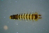 ( - BCFOR_2016_043)  @11 [ ] CreativeCommons - Attribution Non-Commercial Share-Alike (2016) SNSB, Staatliche Naturwissenschaftliche Sammlungen Bayerns ZSM (SNSB, Zoologische Staatssammlung Muenchen)