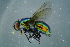  ( - BCFOR_2016_054)  @13 [ ] CreativeCommons - Attribution Non-Commercial Share-Alike (2016) SNSB, Staatliche Naturwissenschaftliche Sammlungen Bayerns ZSM (SNSB, Zoologische Staatssammlung Muenchen)
