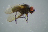  ( - BCFOR_2016_068)  @11 [ ] CreativeCommons - Attribution Non-Commercial Share-Alike (2016) SNSB, Staatliche Naturwissenschaftliche Sammlungen Bayerns ZSM (SNSB, Zoologische Staatssammlung Muenchen)