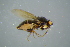  ( - BCFOR_2016_075)  @11 [ ] CreativeCommons - Attribution Non-Commercial Share-Alike (2016) SNSB, Staatliche Naturwissenschaftliche Sammlungen Bayerns ZSM (SNSB, Zoologische Staatssammlung Muenchen)