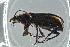  ( - BCFOR_2016_076)  @12 [ ] CreativeCommons - Attribution Non-Commercial Share-Alike (2016) SNSB, Staatliche Naturwissenschaftliche Sammlungen Bayerns ZSM (SNSB, Zoologische Staatssammlung Muenchen)