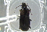  ( - BCFOR_2016_076)  @12 [ ] CreativeCommons - Attribution Non-Commercial Share-Alike (2016) SNSB, Staatliche Naturwissenschaftliche Sammlungen Bayerns ZSM (SNSB, Zoologische Staatssammlung Muenchen)