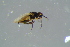 ( - BCFOR_2016_086)  @11 [ ] CreativeCommons - Attribution Non-Commercial Share-Alike (2016) SNSB, Staatliche Naturwissenschaftliche Sammlungen Bayerns ZSM (SNSB, Zoologische Staatssammlung Muenchen)