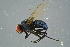  ( - BCFOR_2016_110)  @11 [ ] CreativeCommons - Attribution Non-Commercial Share-Alike (2016) SNSB, Staatliche Naturwissenschaftliche Sammlungen Bayerns ZSM (SNSB, Zoologische Staatssammlung Muenchen)