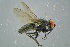  ( - BCFOR_2016_123)  @11 [ ] CreativeCommons - Attribution Non-Commercial Share-Alike (2016) SNSB, Staatliche Naturwissenschaftliche Sammlungen Bayerns ZSM (SNSB, Zoologische Staatssammlung Muenchen)