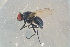  ( - BCFOR_2016_145)  @11 [ ] CreativeCommons - Attribution Non-Commercial Share-Alike (2016) SNSB, Staatliche Naturwissenschaftliche Sammlungen Bayerns ZSM (SNSB, Zoologische Staatssammlung Muenchen)