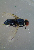  ( - BCFOR_2016_174)  @11 [ ] CreativeCommons - Attribution Non-Commercial Share-Alike (2016) SNSB, Staatliche Naturwissenschaftliche Sammlungen Bayerns ZSM (SNSB, Zoologische Staatssammlung Muenchen)