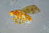  ( - BCFOR_2016_178)  @11 [ ] CreativeCommons - Attribution Non-Commercial Share-Alike (2016) SNSB, Staatliche Naturwissenschaftliche Sammlungen Bayerns ZSM (SNSB, Zoologische Staatssammlung Muenchen)