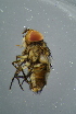  ( - BCFOR_2016_204)  @13 [ ] CreativeCommons - Attribution Non-Commercial Share-Alike (2016) SNSB, Staatliche Naturwissenschaftliche Sammlungen Bayerns ZSM (SNSB, Zoologische Staatssammlung Muenchen)