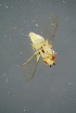  ( - BCFOR_2016_206)  @11 [ ] CreativeCommons - Attribution Non-Commercial Share-Alike (2016) SNSB, Staatliche Naturwissenschaftliche Sammlungen Bayerns ZSM (SNSB, Zoologische Staatssammlung Muenchen)