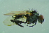  ( - BCFORENSIK0700)  @12 [ ] CreativeCommons - Attribution Non-Commercial Share-Alike (2015) Unspecified SNSB, Zoologische Staatssammlung Muenchen