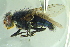  (Lucilia ampullacea - BCFORENSIK0707)  @13 [ ] CreativeCommons - Attribution Non-Commercial Share-Alike (2015) Unspecified SNSB, Zoologische Staatssammlung Muenchen