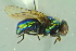 ( - BCFORENSIK0711)  @13 [ ] CreativeCommons - Attribution Non-Commercial Share-Alike (2015) Unspecified SNSB, Zoologische Staatssammlung Muenchen