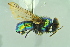  ( - BCFORENSIK0713)  @13 [ ] CreativeCommons - Attribution Non-Commercial Share-Alike (2015) Unspecified SNSB, Zoologische Staatssammlung Muenchen