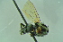  ( - BCFORENSIK0719)  @12 [ ] CreativeCommons - Attribution Non-Commercial Share-Alike (2015) Unspecified SNSB, Zoologische Staatssammlung Muenchen