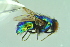  ( - BCFORENSIK0725)  @11 [ ] CreativeCommons - Attribution Non-Commercial Share-Alike (2015) Unspecified SNSB, Zoologische Staatssammlung Muenchen