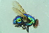 ( - BCFORENSIK0734)  @13 [ ] CreativeCommons - Attribution Non-Commercial Share-Alike (2015) Unspecified SNSB, Zoologische Staatssammlung Muenchen