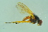  ( - BCFORENSIK0739)  @12 [ ] CreativeCommons - Attribution Non-Commercial Share-Alike (2015) Unspecified SNSB, Zoologische Staatssammlung Muenchen